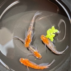 孔雀明王🦚🐦‍🔥メダカ　メス3オス1 メダカ　めだかの画像