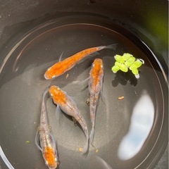 孔雀明王🦚🐦‍🔥メダカ　メス3オス1 メダカ　めだかの画像