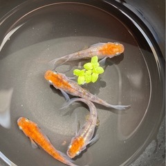 孔雀明王🦚🐦‍🔥メダカ　メス3オス1 メダカ　めだかの画像