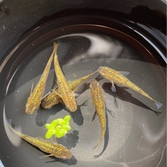 琥珀ラメ👘　メダカ６匹　メス5オス1  めだかの画像