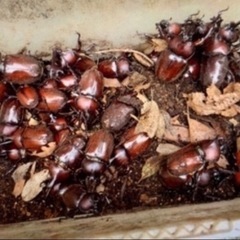 【最短当日渡し可】カブトムシ　オス・メス 成虫 たくさん★ノコギリクワガタ ・コクワガタもたくさんいます‼︎17(2025)の画像