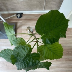 ウンベラーダ　苗の画像