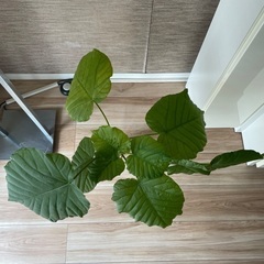 ウンベラーダ　苗の画像
