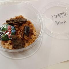 オキナワノコギリクワガタ♀約30up(大宜味村25/8/2採集)の画像