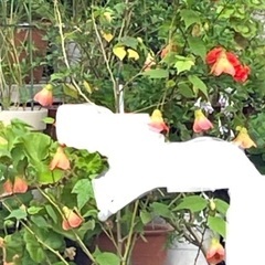 アブチロンの苗🧡❤️✨の画像