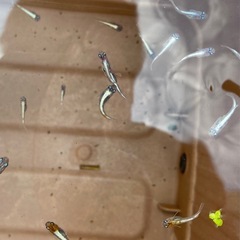 LU-04 　3色ラメ体外光💡若魚15匹　メダカ　めだかの画像
