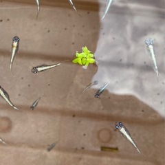 LU-04 　3色ラメ体外光💡若魚15匹　メダカ　めだかの画像