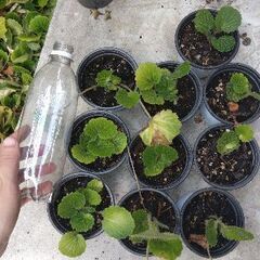 【苗】ユキノシタ（ポット）の画像