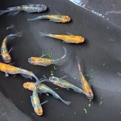 🌱‬草餅めだか春生まれ10匹‪＋‪α⑤🌱‬の画像