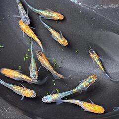 🌱‬草餅めだか春生まれ10匹‪＋‪α⑤🌱‬の画像
