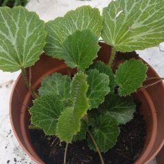 【苗】ユキノシタ（鉢植え）の画像