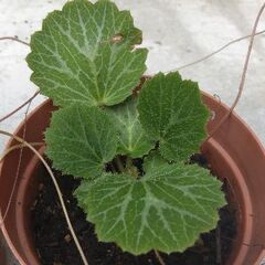 【苗】ユキノシタ（鉢植え）の画像