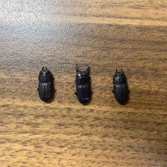 アマミネブトクワガタ幼虫6頭セットの画像