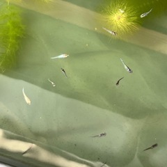 メダカの画像