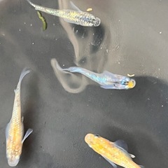 メダカの画像