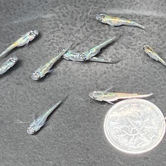 メダカ　サファイア若魚　12匹の画像