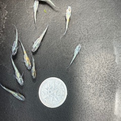 メダカ　サファイア若魚　12匹の画像