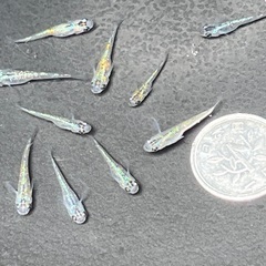 メダカ　サファイア若魚　12匹の画像