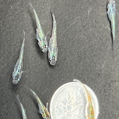 メダカ　サファイア若魚　12匹の画像