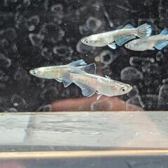 【ガルウイング・5匹】メダカ【大分市手渡し】めだかの画像