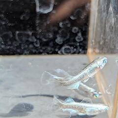 【ガルウイング・5匹】メダカ【大分市手渡し】めだかの画像