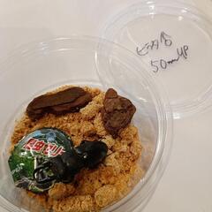 オキナワヒラタクワガタ♂約5㎝(大宜味村25/8/2採集)の画像