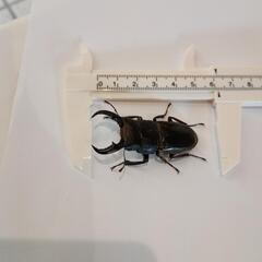 オキナワヒラタクワガタ♂約5㎝(大宜味村25/8/2採集)の画像