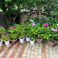 紫陽花いろいろ　1鉢　の画像