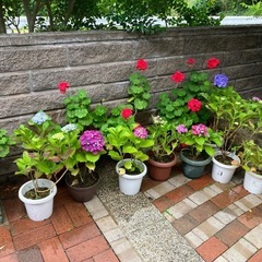 紫陽花いろいろ　1鉢　の画像