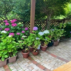 紫陽花いろいろ　1鉢　の画像