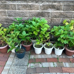 紫陽花いろいろ　1鉢　の画像