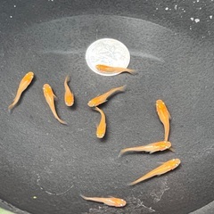 メダカ　東天紅体外光めだかの若魚　10匹の画像