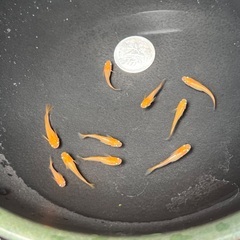 メダカ　東天紅体外光めだかの若魚　10匹の画像
