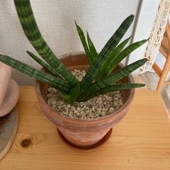 サンスベリアボンセレンシス　の画像