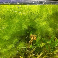 マツモ　　20cm    5本の画像