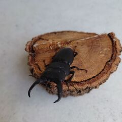ヒラタクワガタ オス２匹53.2mm54.8mmの画像