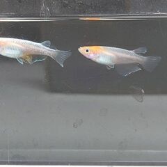 紅白体外光めだか　若魚1ペア　2000円の画像