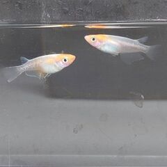 紅白体外光めだか　若魚1ペア　2000円の画像