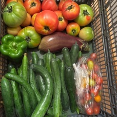 朝一収穫した傷物🍅と野菜　再投稿