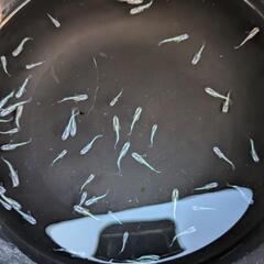 緑光黒百式ラメ画像よりの画像