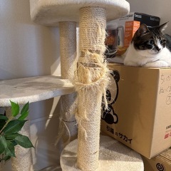 キャットタワースリム使用感あり　お譲りしますの画像
