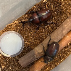カブトムシ1ペアの画像