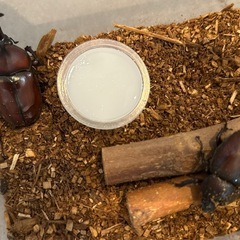 カブトムシ1ペアの画像
