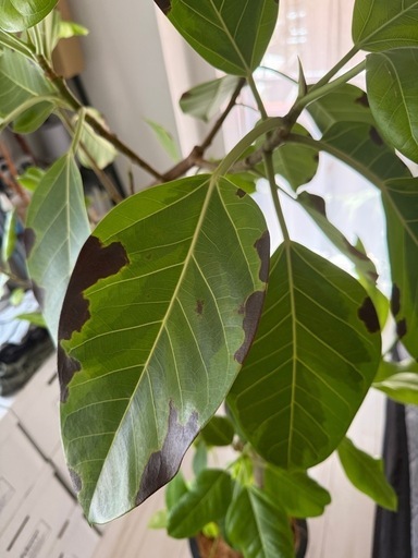 観葉植物　フィカス アルテシーマ 10号 