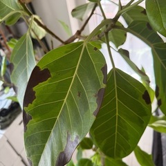 観葉植物　フィカス アルテシーマ 10号 の画像