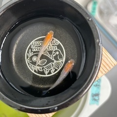 メダカ　坂出系　三色ラメの画像