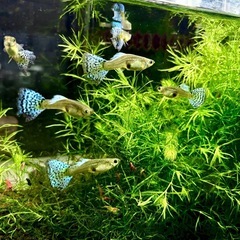 国産グッピー　ブルーグラス レッドグラス　成魚　メス8匹の画像