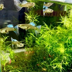 国産グッピー　ブルーグラス レッドグラス　成魚　メス8匹の画像