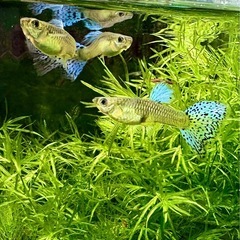 国産グッピー　ブルーグラス レッドグラス　成魚　メス8匹の画像