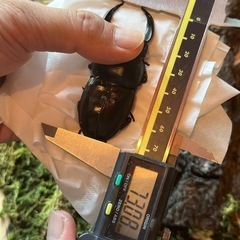 北海道産オオクワガタ♂73mm単品
   の画像